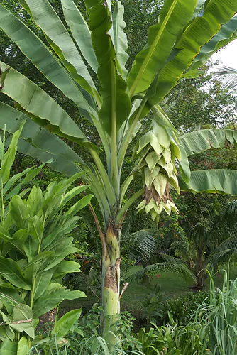 Ensete glaucum - Snow Banana, Blue Banana, Wild Banana - Image 2