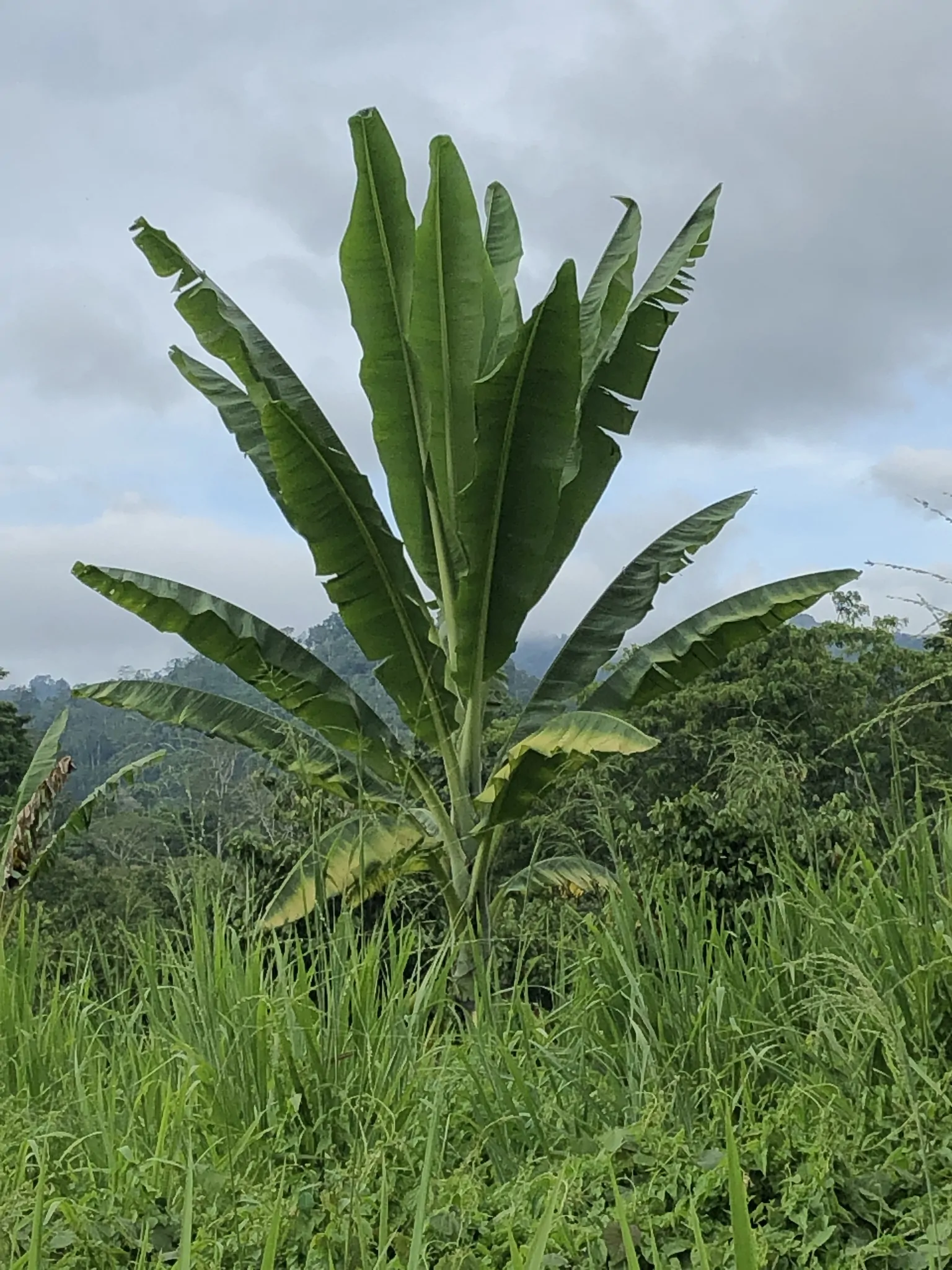 Ensete glaucum - Snow Banana, Blue Banana, Wild Banana - Image 3