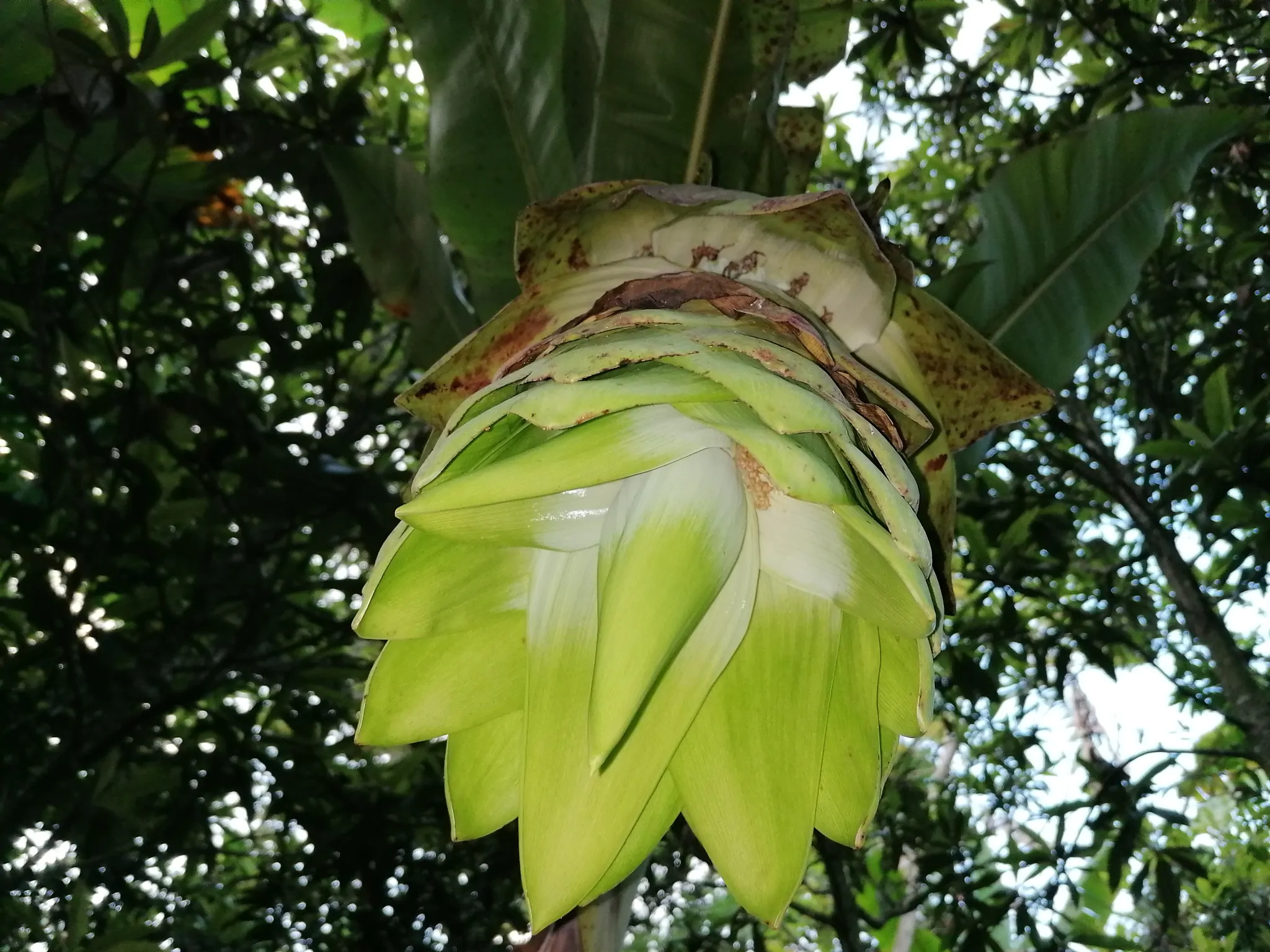 Ensete glaucum - Snow Banana, Blue Banana, Wild Banana - Image 4