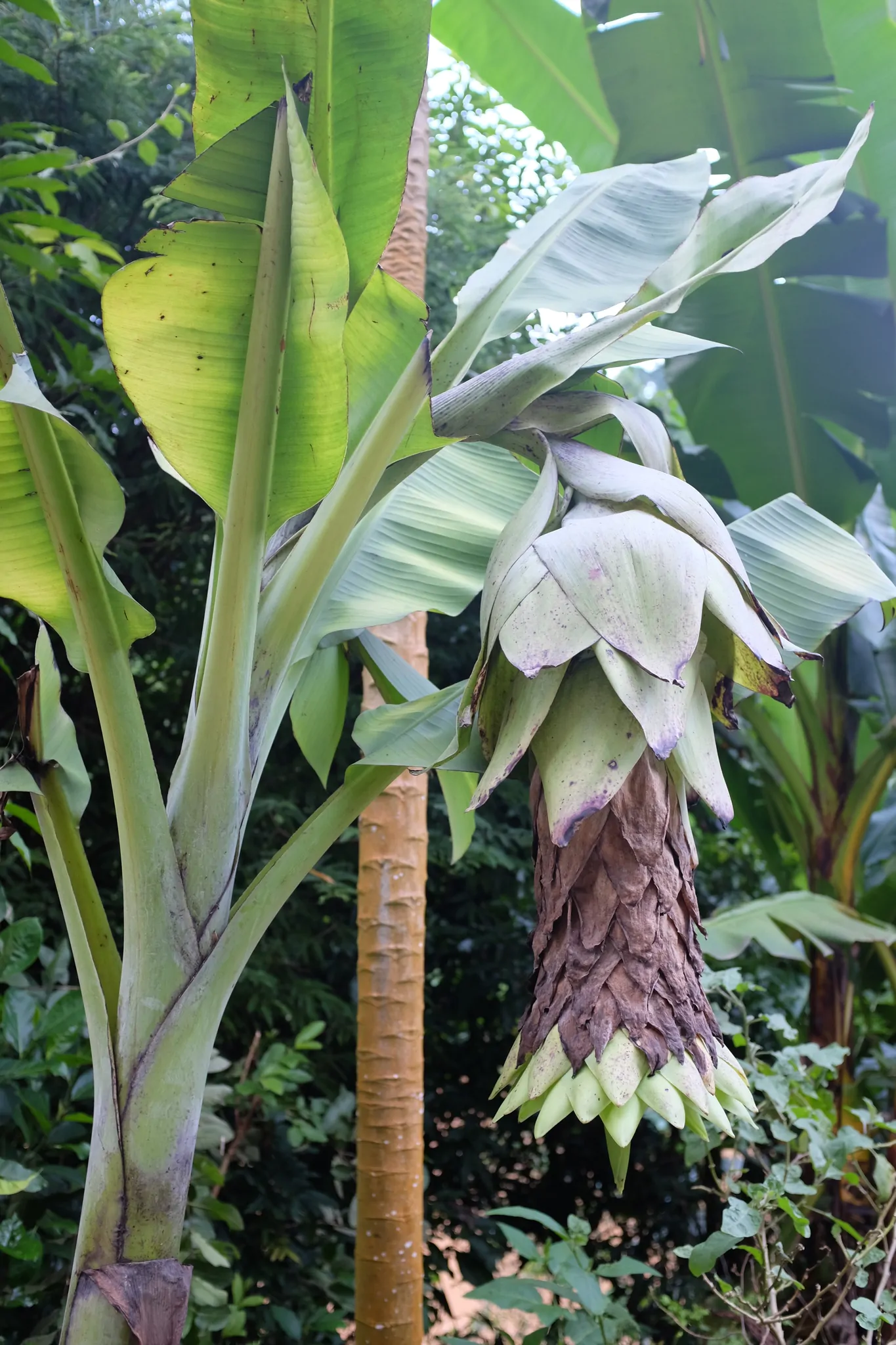 Ensete glaucum - Snow Banana, Blue Banana, Wild Banana - Image 5
