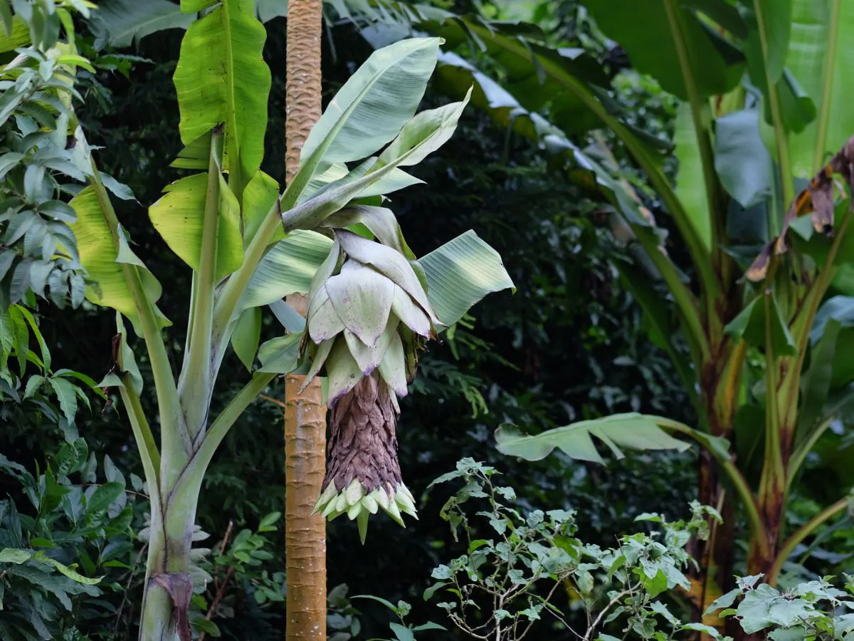 Ensete glaucum - Snow Banana, Blue Banana, Wild Banana - Image 6