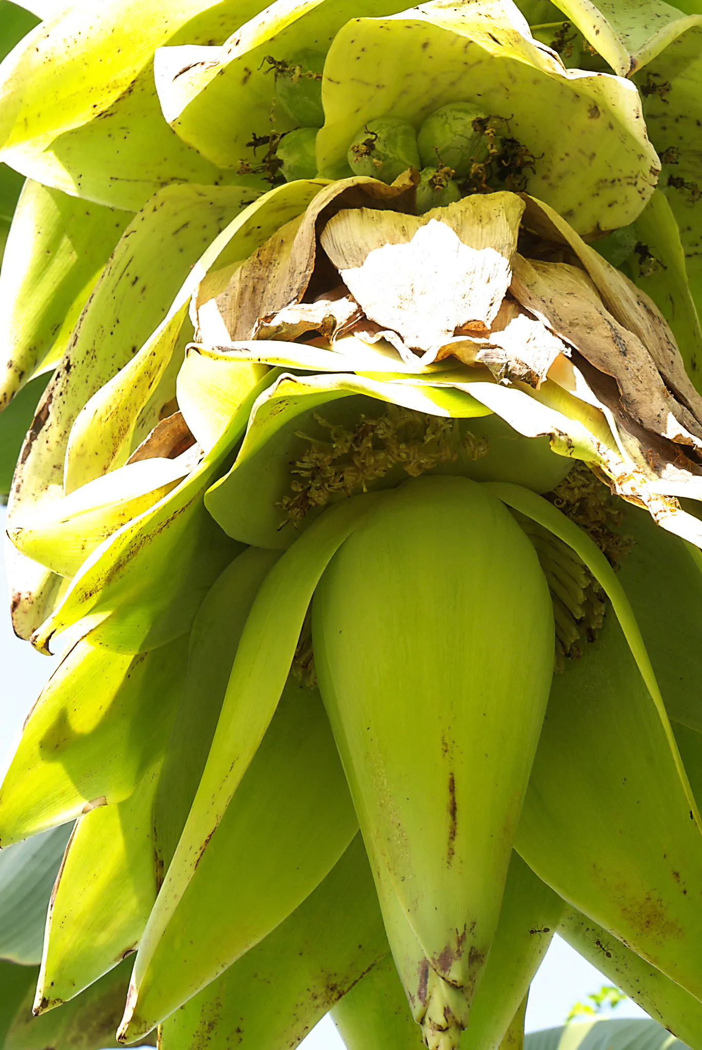 Ensete glaucum - Snow Banana, Blue Banana, Wild Banana - Image 7
