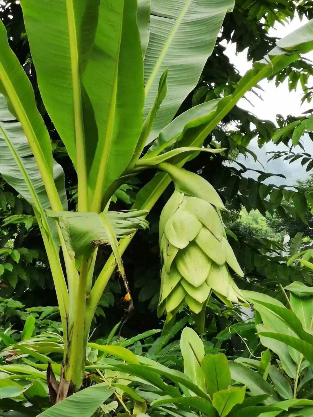 Ensete glaucum - Snow Banana, Blue Banana, Wild Banana - Image 11