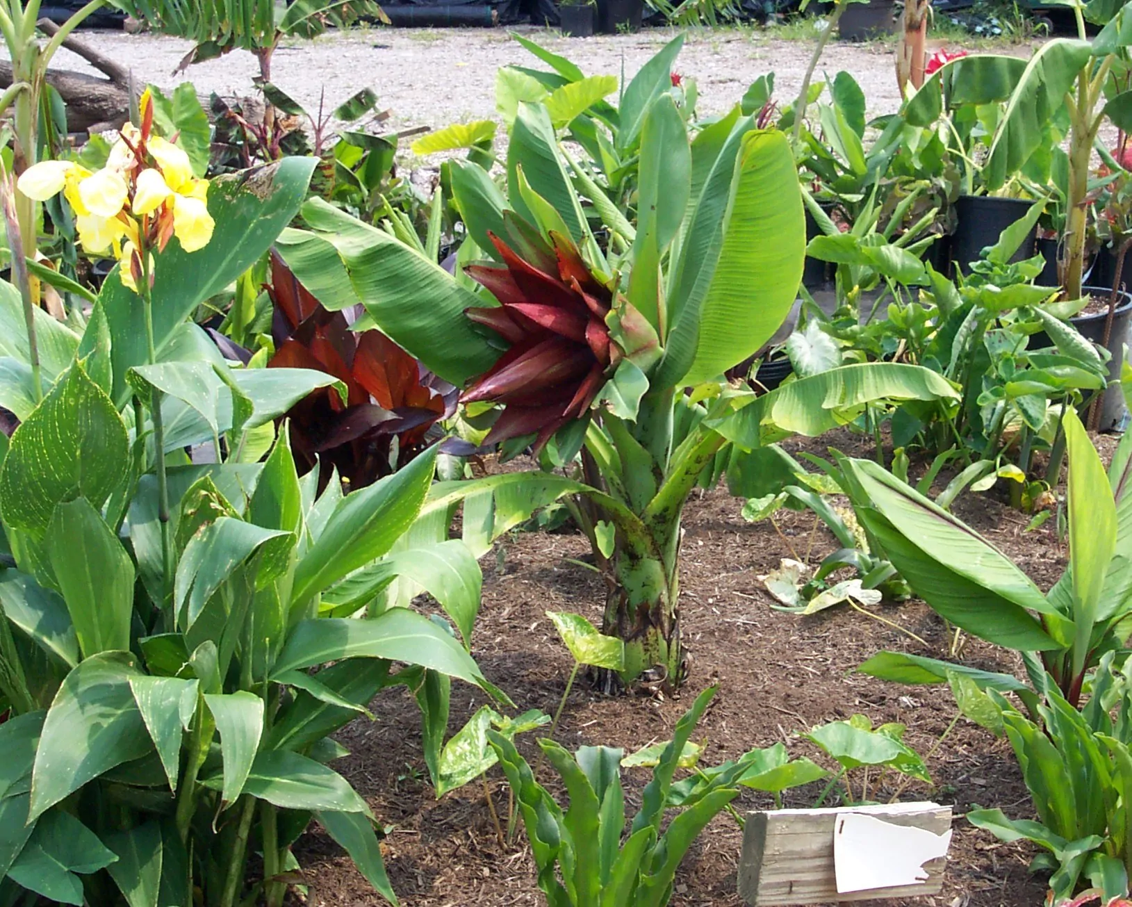 Ensete lecongkietii - Orphan Banana