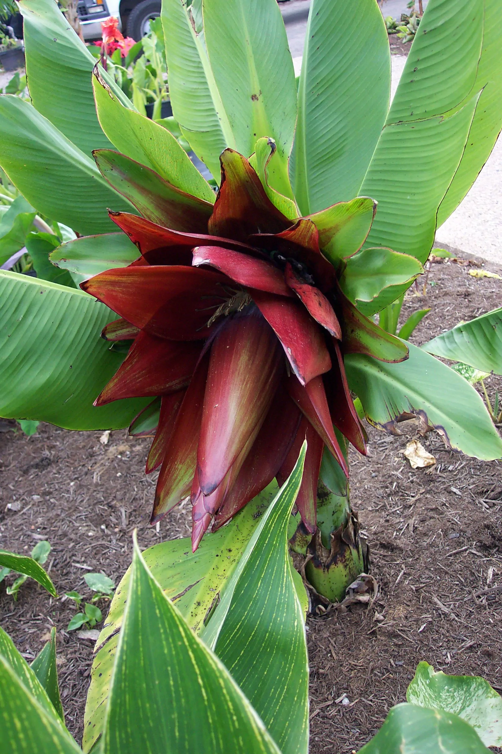Ensete lecongkietii - Orphan Banana - Image 2