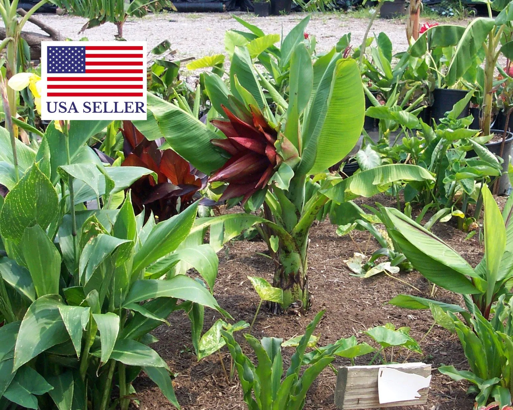 Ensete lecongkietii - Orphan Banana - Image 3