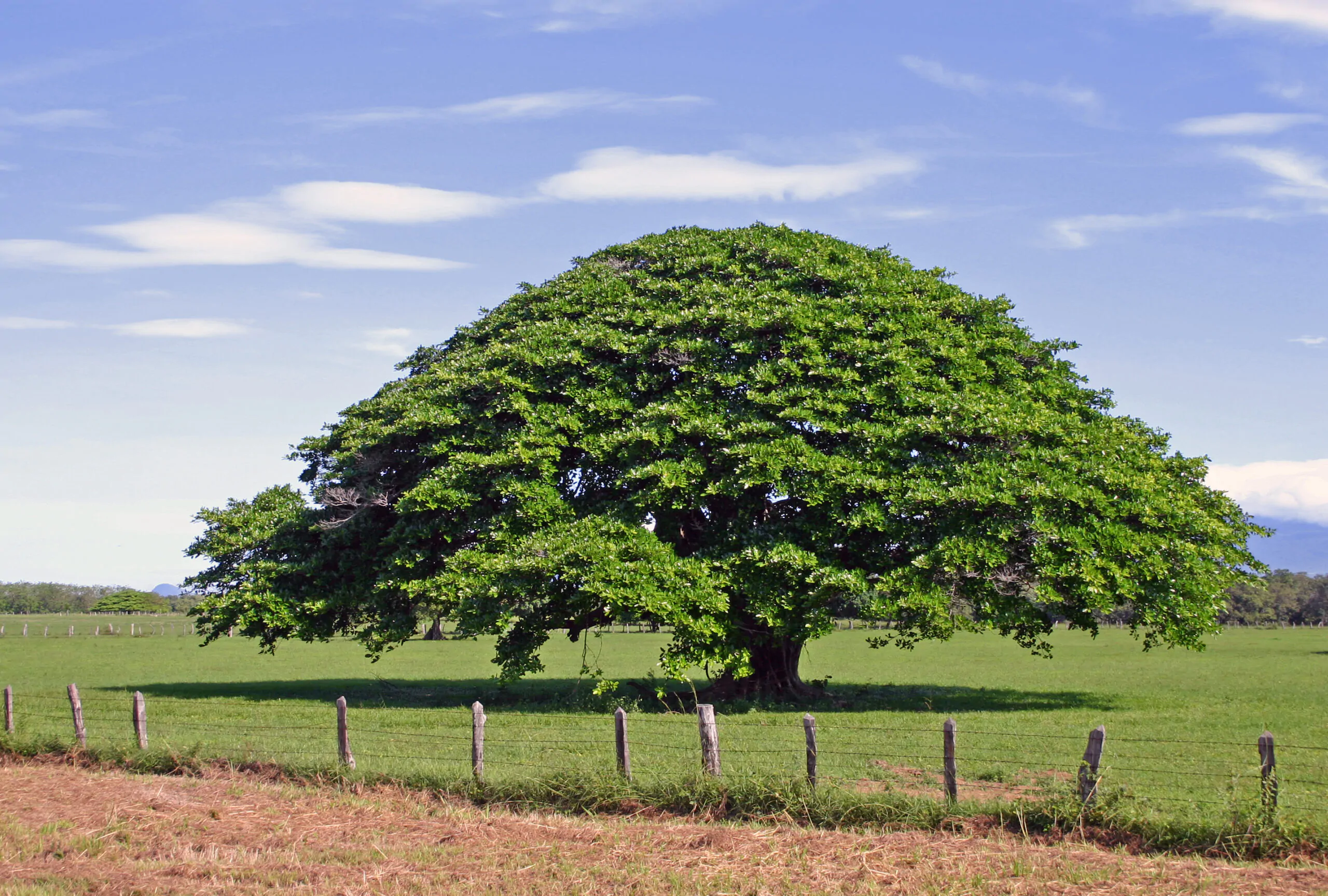 Enterolobium cyclocarpum - Elephant Ear Tree