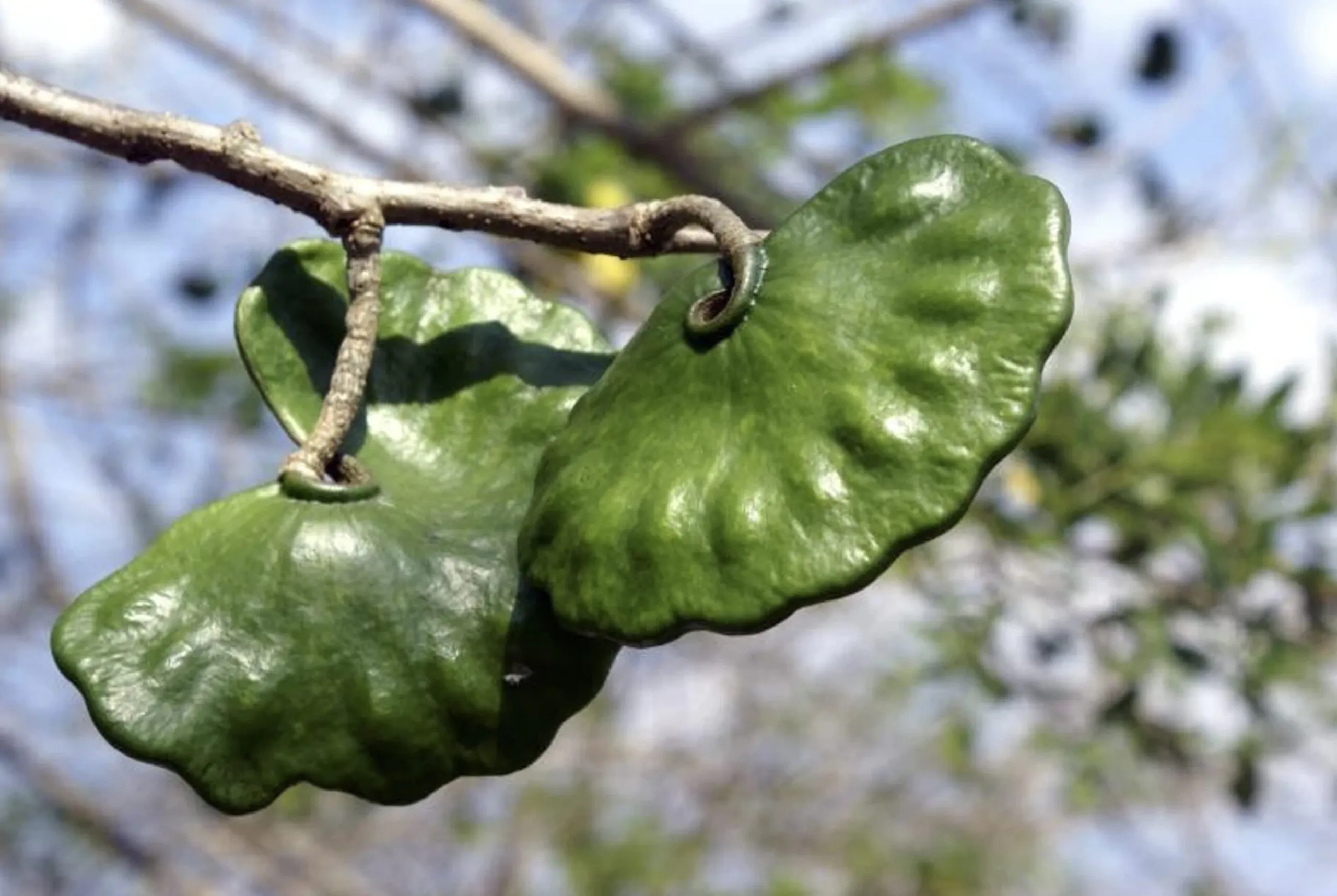 Enterolobium cyclocarpum - Elephant Ear Tree - Image 2