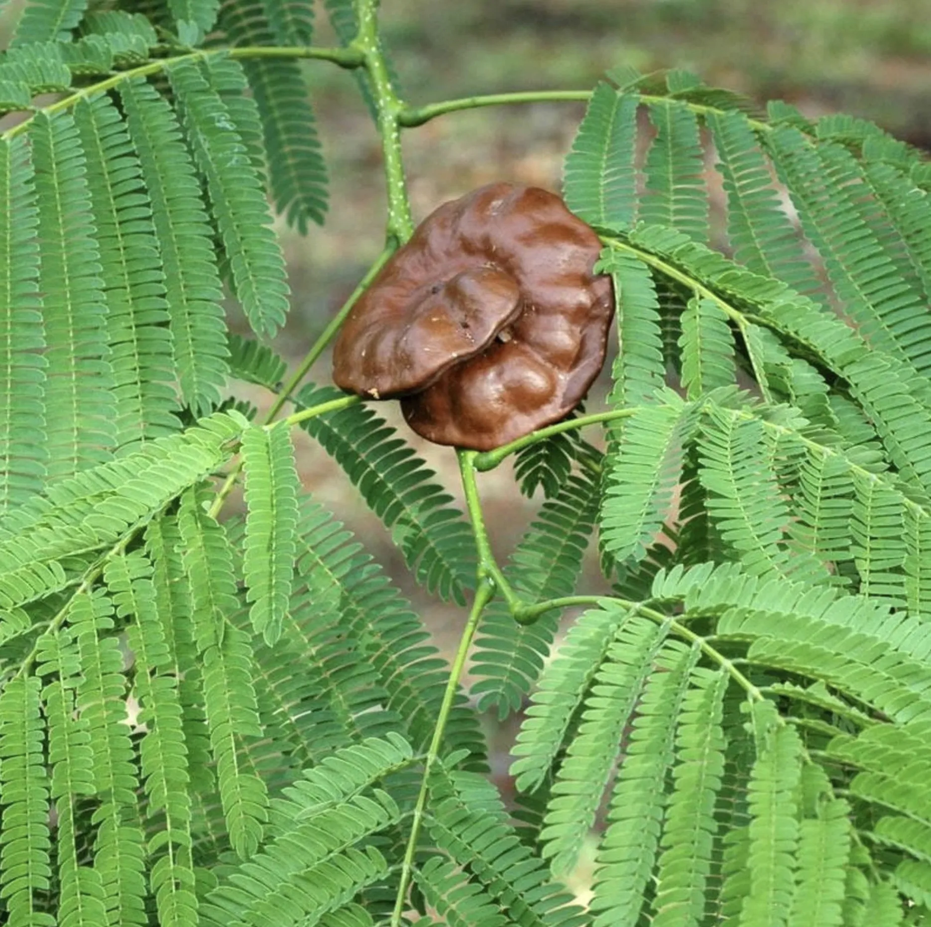 Enterolobium cyclocarpum - Elephant Ear Tree - Image 3