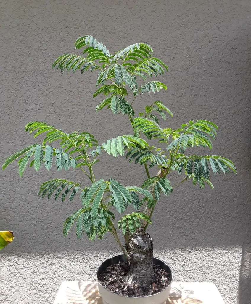 Enterolobium cyclocarpum - Elephant Ear Tree - Image 4