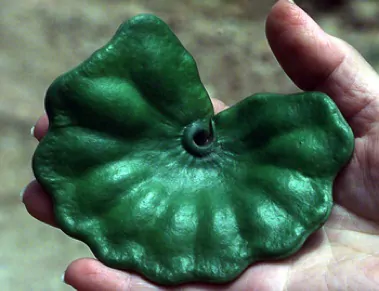 Enterolobium cyclocarpum - Elephant Ear Tree - Image 5