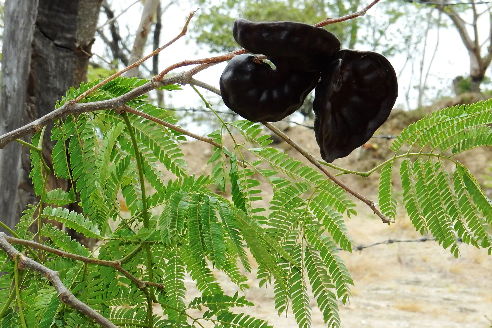 Enterolobium cyclocarpum - Elephant Ear Tree - Image 7