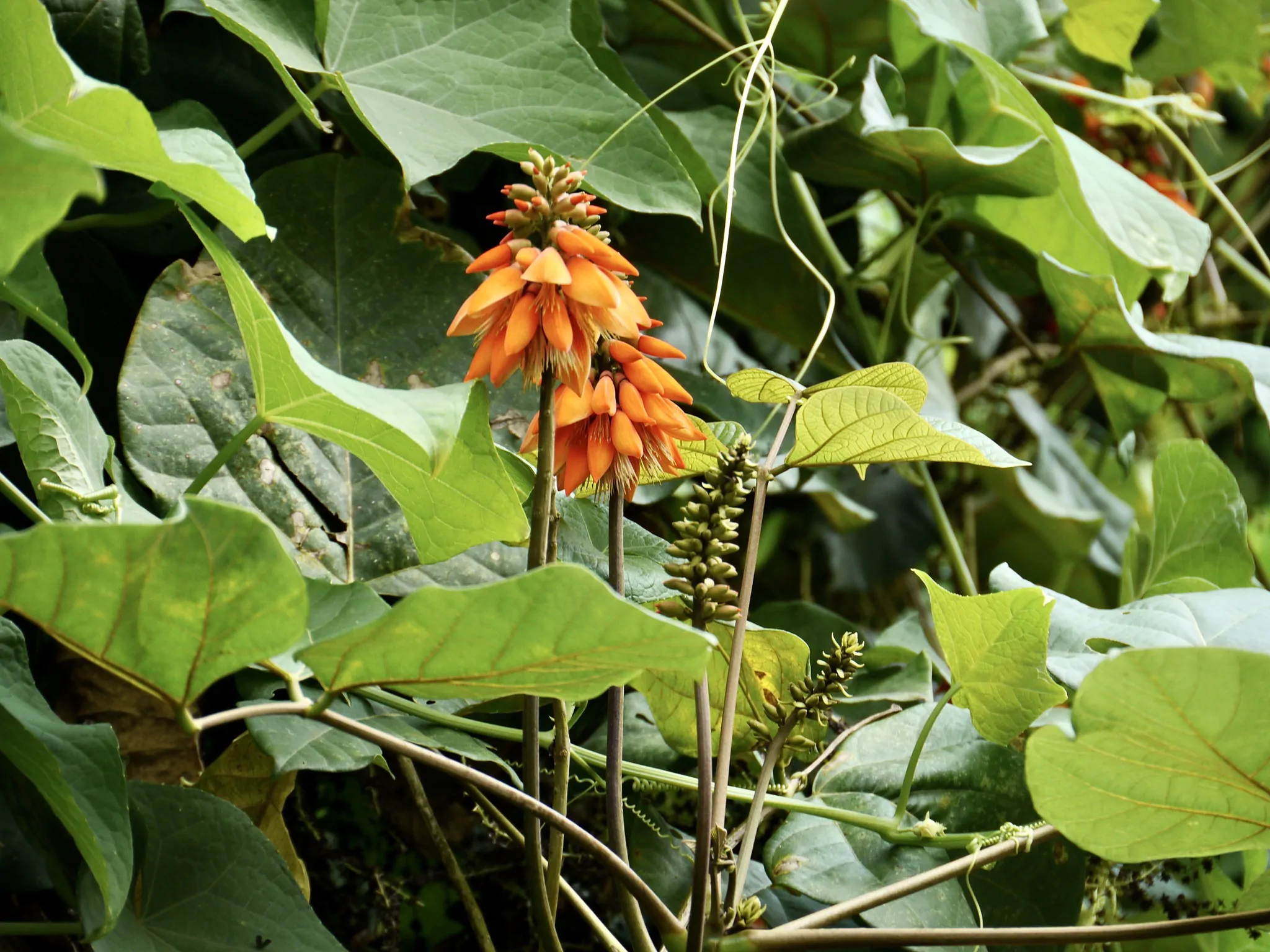 Erythrina arborescens / Erythrina tienensis - Himalayan Coral Tree,  Himalayan Coral Tree - Image 3