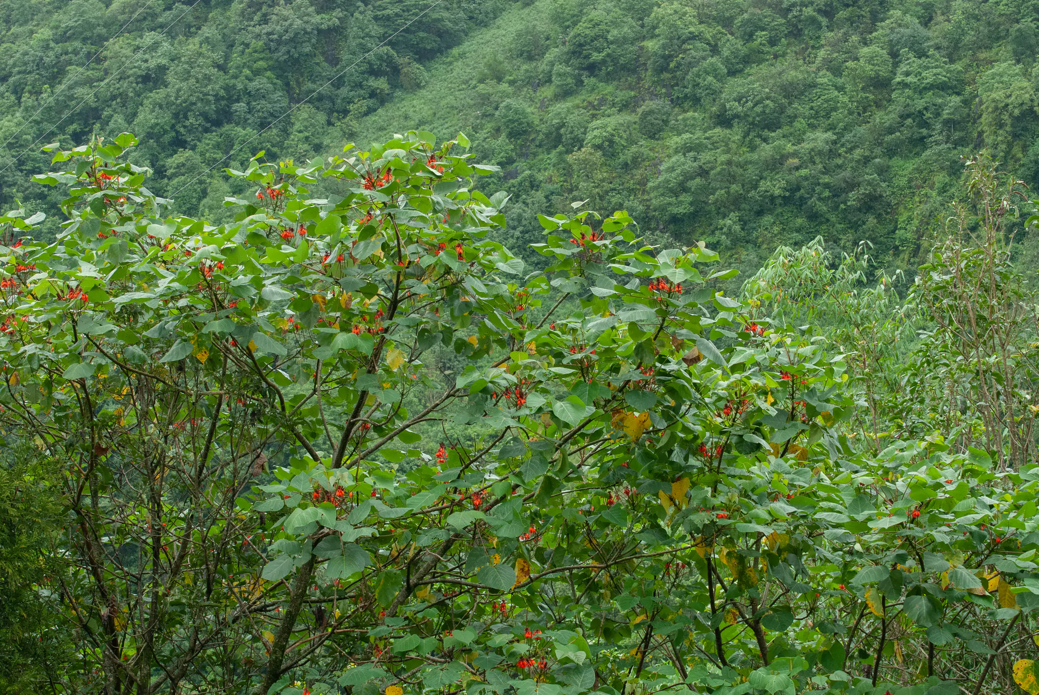 Erythrina arborescens / Erythrina tienensis - Himalayan Coral Tree,  Himalayan Coral Tree - Image 4