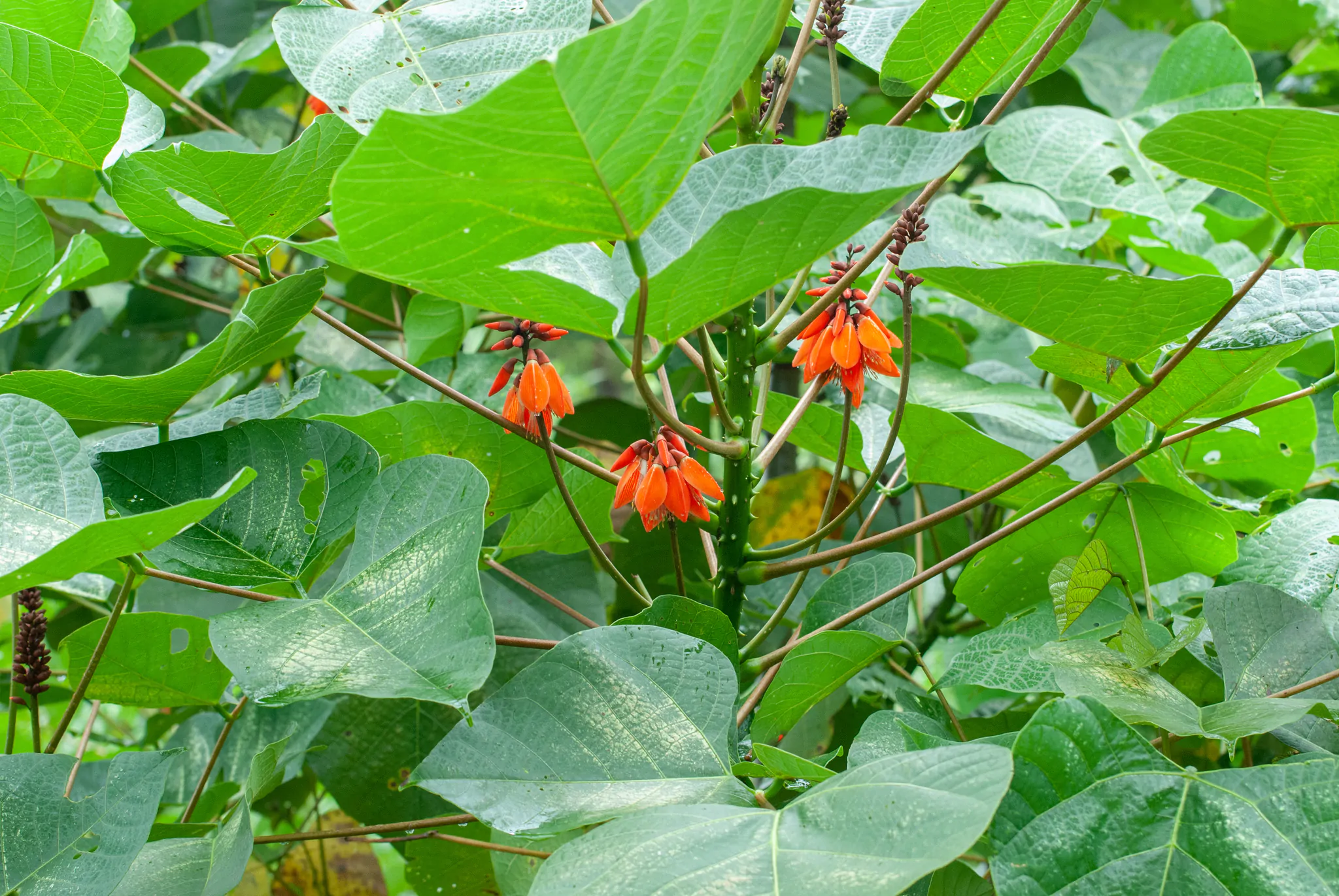 Erythrina arborescens / Erythrina tienensis - Himalayan Coral Tree,  Himalayan Coral Tree - Image 5