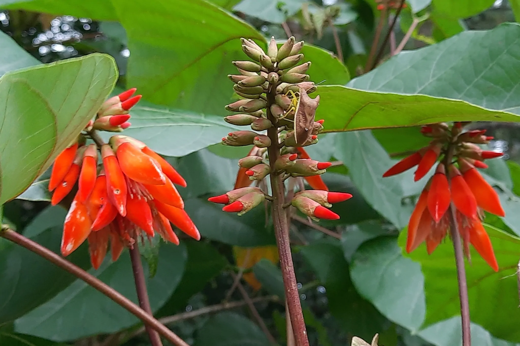 Erythrina arborescens / Erythrina tienensis - Himalayan Coral Tree,  Himalayan Coral Tree - Image 6