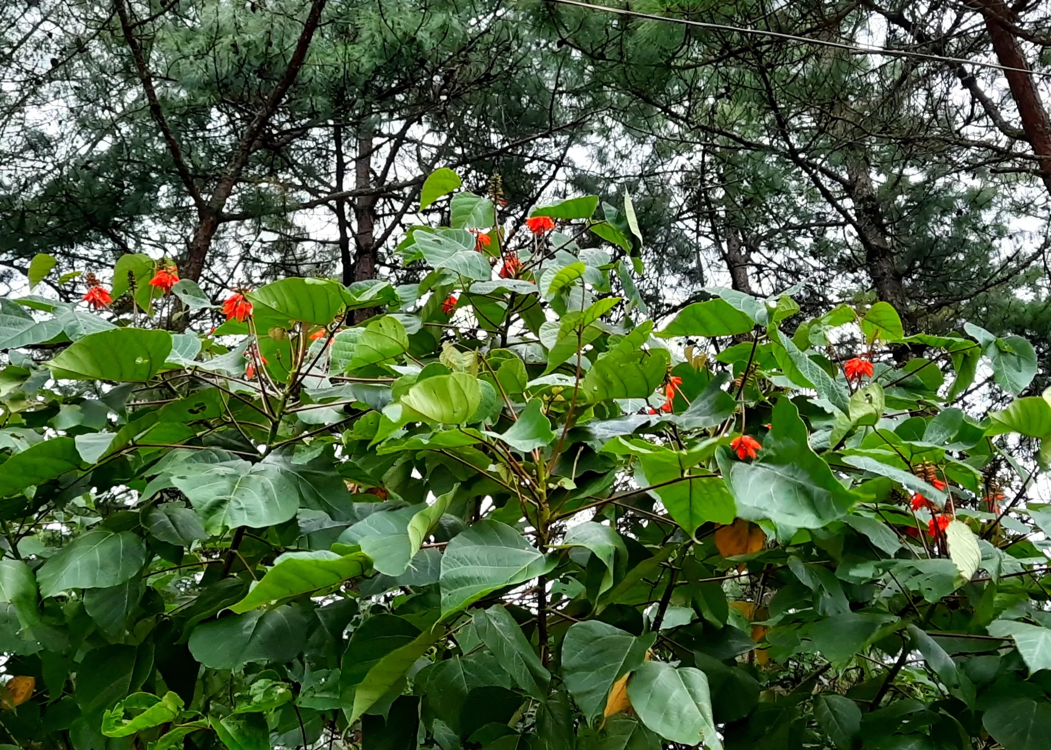 Erythrina arborescens / Erythrina tienensis - Himalayan Coral Tree,  Himalayan Coral Tree - Image 7