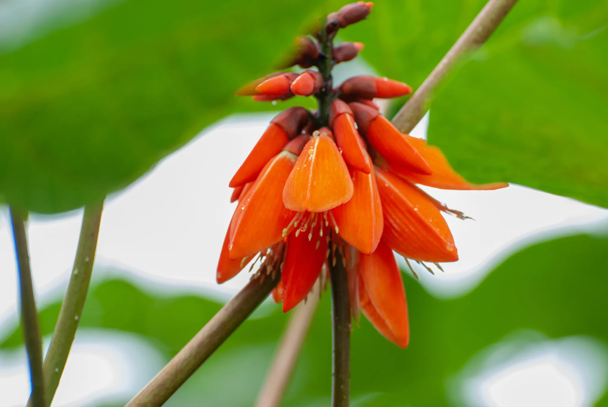 Erythrina arborescens / Erythrina tienensis - Himalayan Coral Tree,  Himalayan Coral Tree