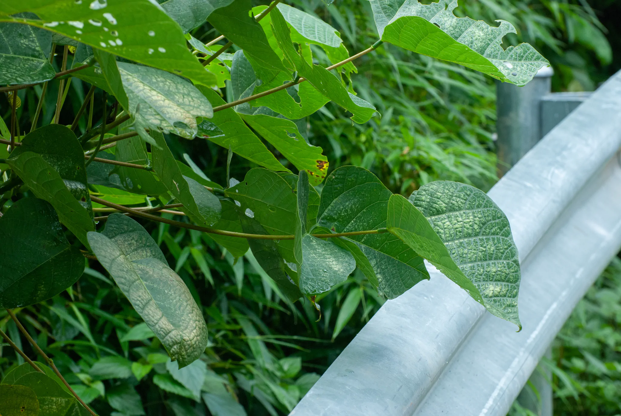 Erythrina arborescens / Erythrina tienensis - Himalayan Coral Tree,  Himalayan Coral Tree - Image 8