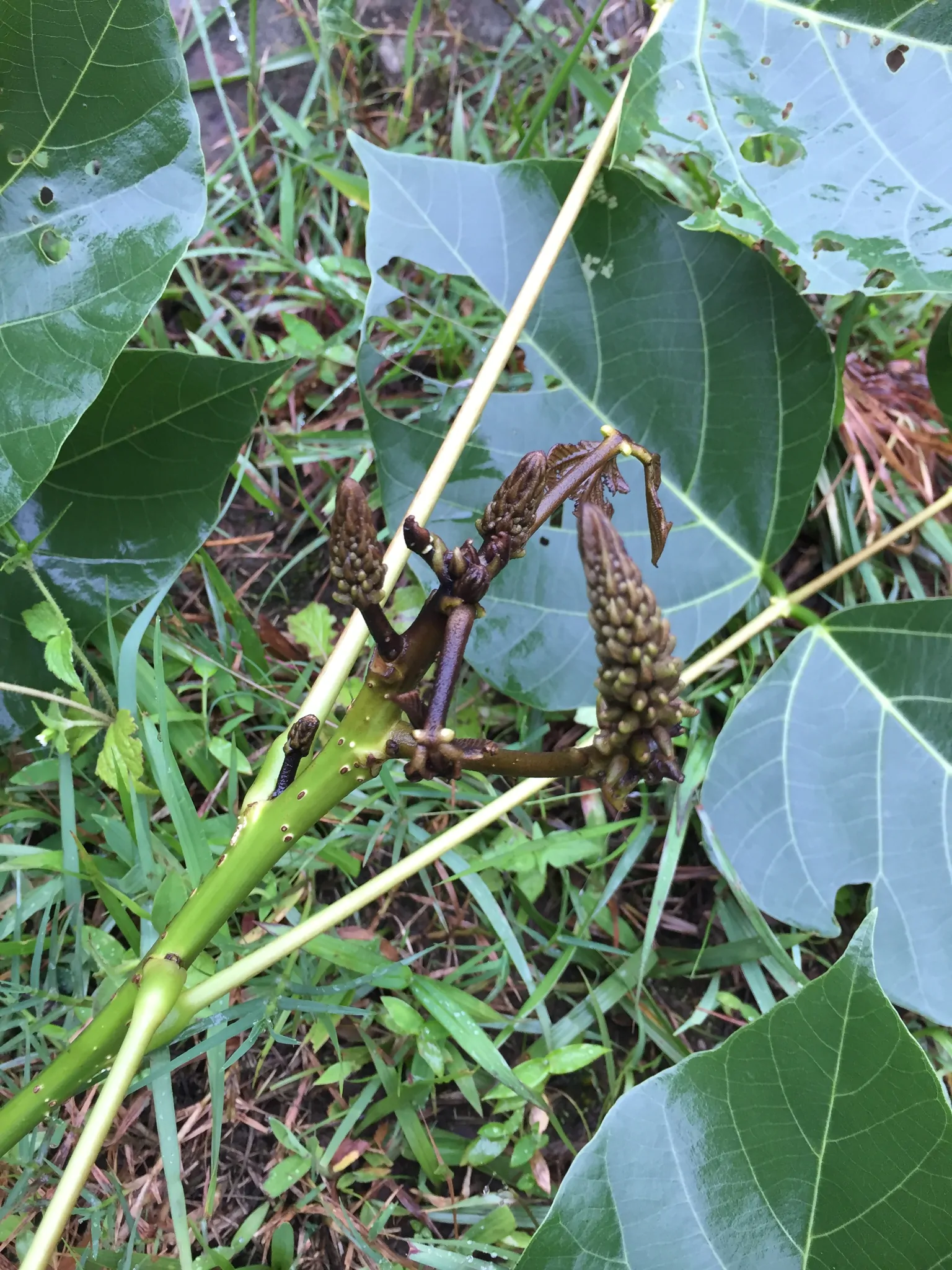 Erythrina arborescens / Erythrina tienensis - Himalayan Coral Tree,  Himalayan Coral Tree - Image 9