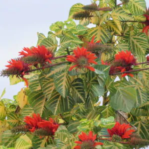 Erythrina variegata - Tiger's claw, Indian Coral Tree