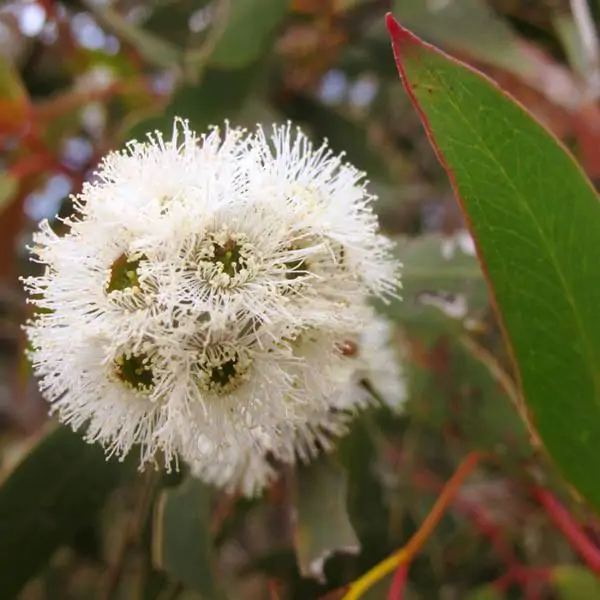 Eucalyptus alpina - Grampians Gum