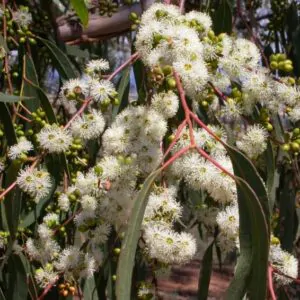 Eucalyptus bridgesiana - Eucalyptus apple box, apple box, but-but, eucalyptus apple gum, eucalyptus apple