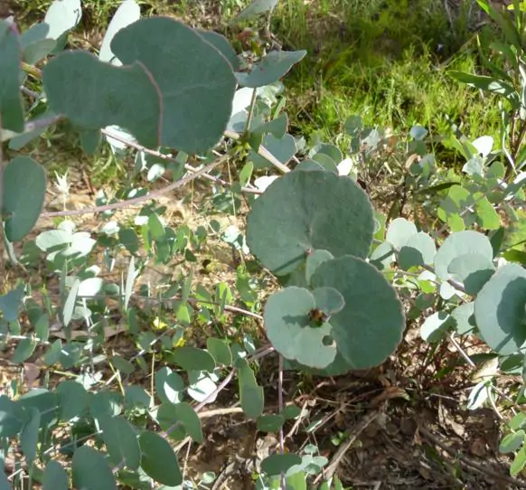 Eucalyptus bridgesiana - Eucalyptus apple box, apple box, but-but, eucalyptus apple gum, eucalyptus apple - Image 3