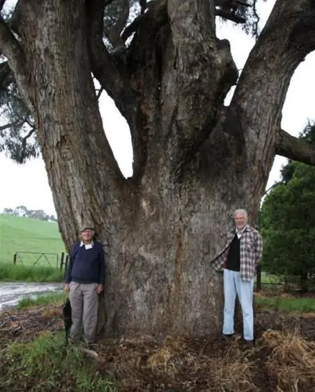 Eucalyptus bridgesiana - Eucalyptus apple box, apple box, but-but, eucalyptus apple gum, eucalyptus apple - Image 7