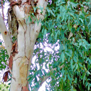 Eucalyptus camaldulensis - Red Gum