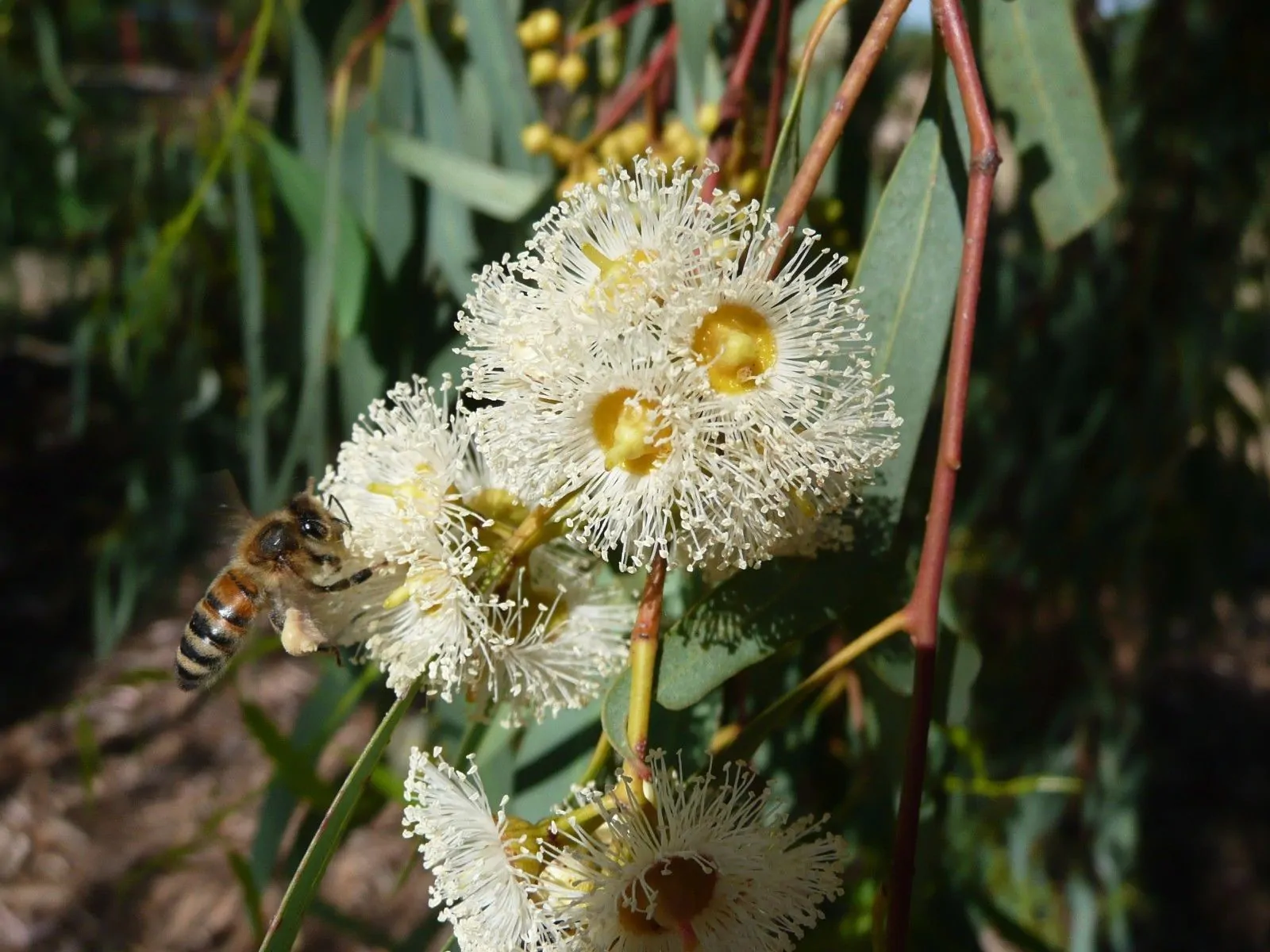 Eucalyptus camaldulensis - Red Gum - Image 4