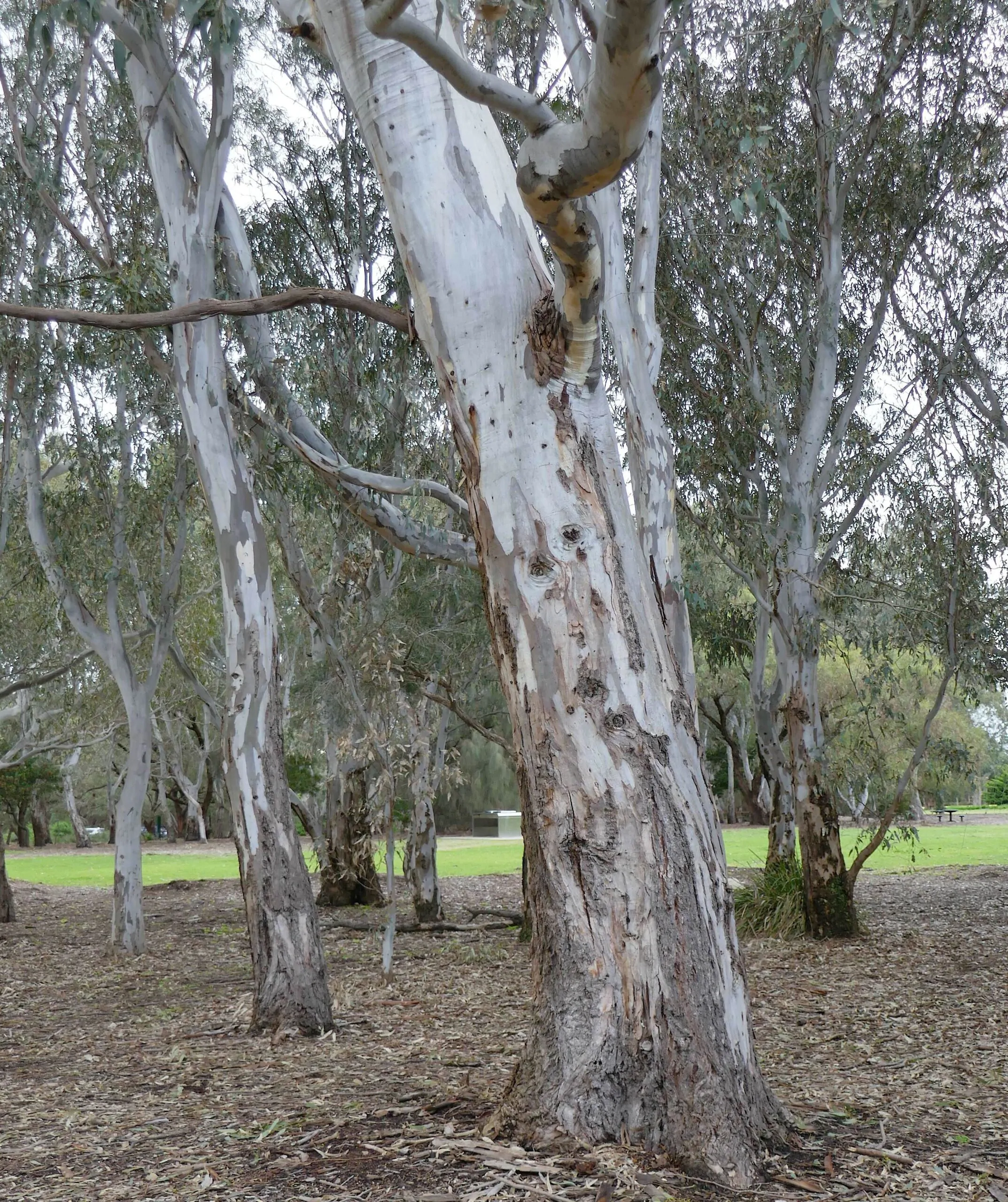 Eucalyptus camaldulensis - Red Gum - Image 7