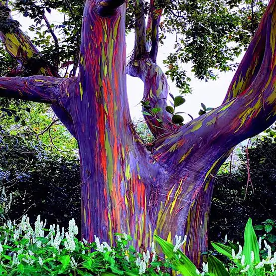 Eucalyptus deglupta / Eucalyptus multiflora - Rainbow Eucalyptus, Mindanao Gum, Rainbow Gum - Image 12