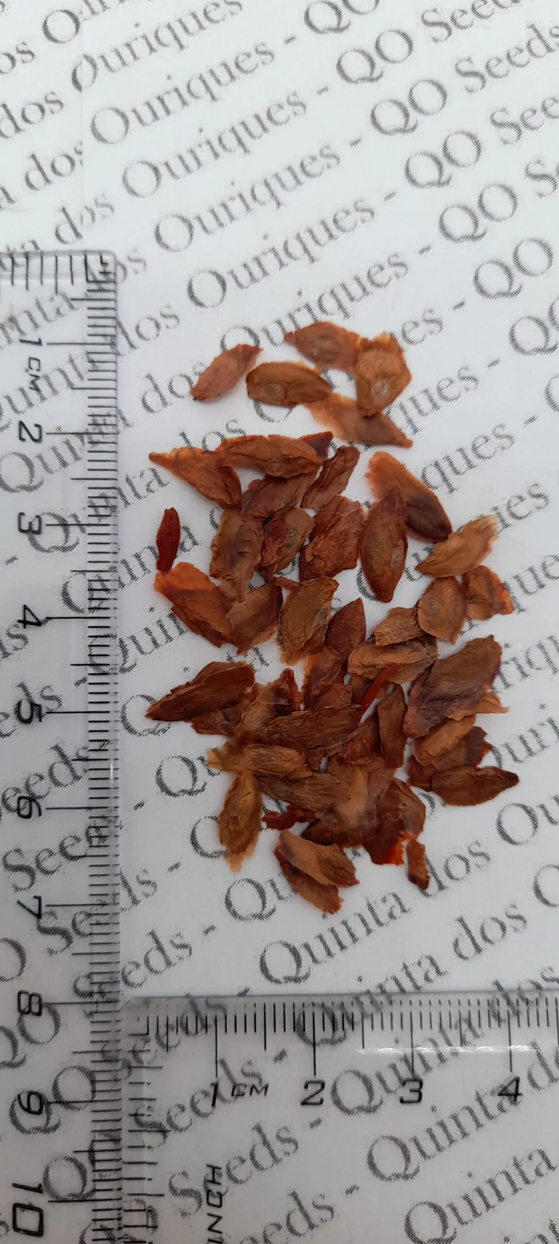 Eucalyptus ficifolia / Corymbia ficifolia - Red Flowering Gum, Albany Red Flowering Gum - Image 12