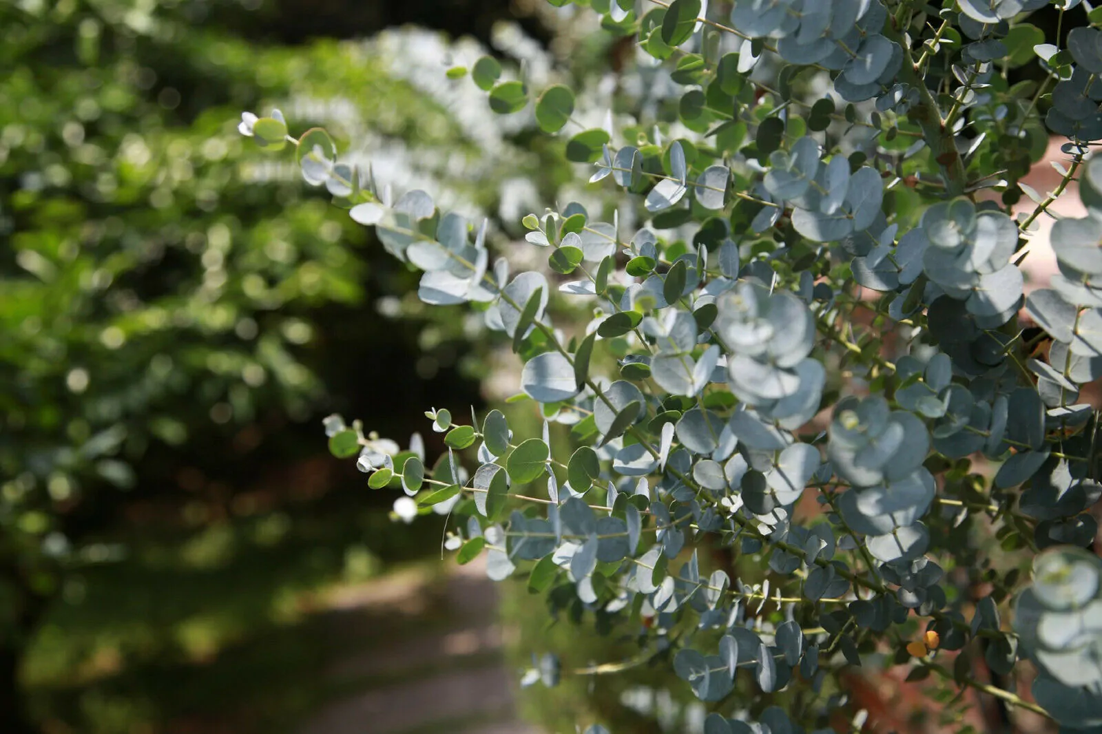 Eucalyptus gamophylla - Blue Mallee, Warilu, Blue-Leaved Mallee, Twin-Leaf Mallee, Twin-Leaved Mallee