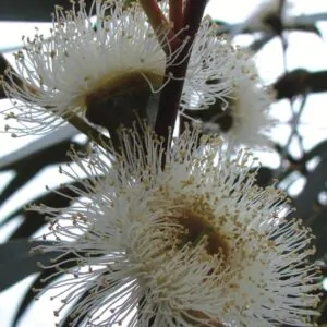 Eucalyptus globulus subsp. globulus - Tasmanian Blue Gum, Southern Blue Gum, Blue Gum