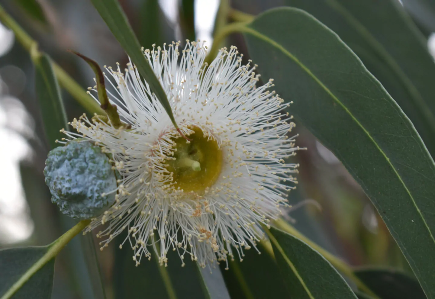 Eucalyptus globulus subsp. globulus - Tasmanian Blue Gum, Southern Blue Gum, Blue Gum - Image 14