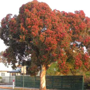 Eucalyptus leucoxylon subsp. megalocarpa - Eucalyptus leucoxylon 'Rosea', Large-fruited Yellow Gum, Red Flowering Yellow Gu