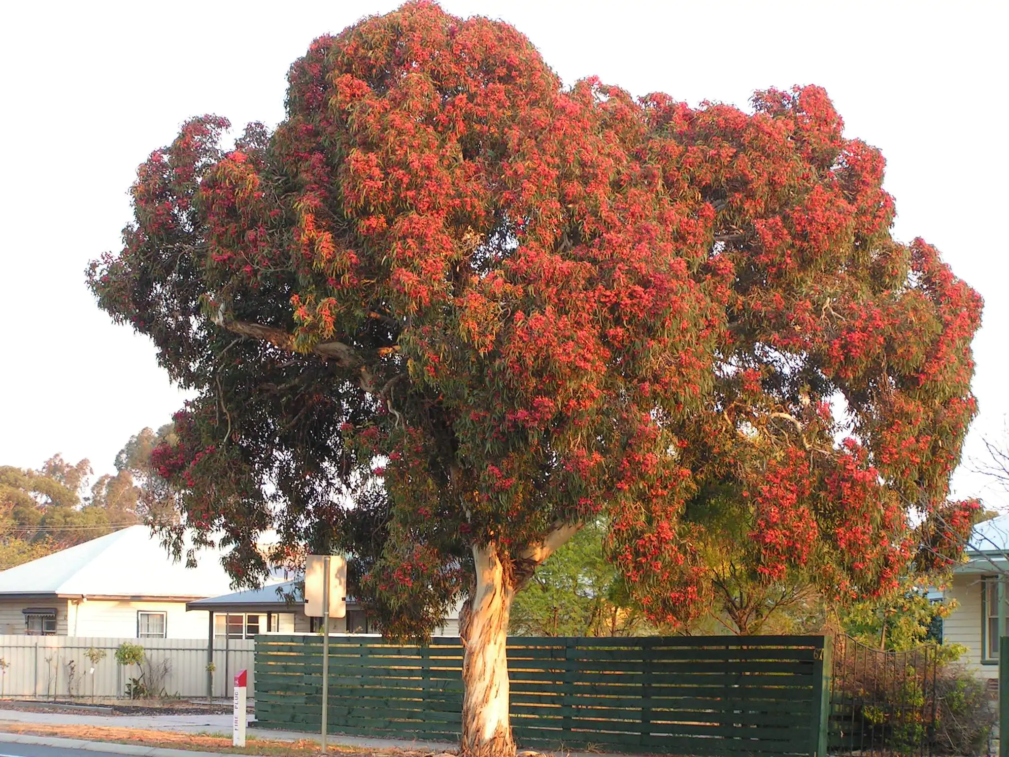 Eucalyptus leucoxylon subsp. megalocarpa - Eucalyptus leucoxylon 'Rosea', Large-fruited Yellow Gum, Red Flowering Yellow Gu