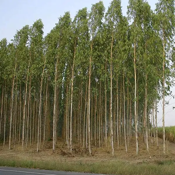 Eucalyptus pellita - Red Stringybark - Image 5