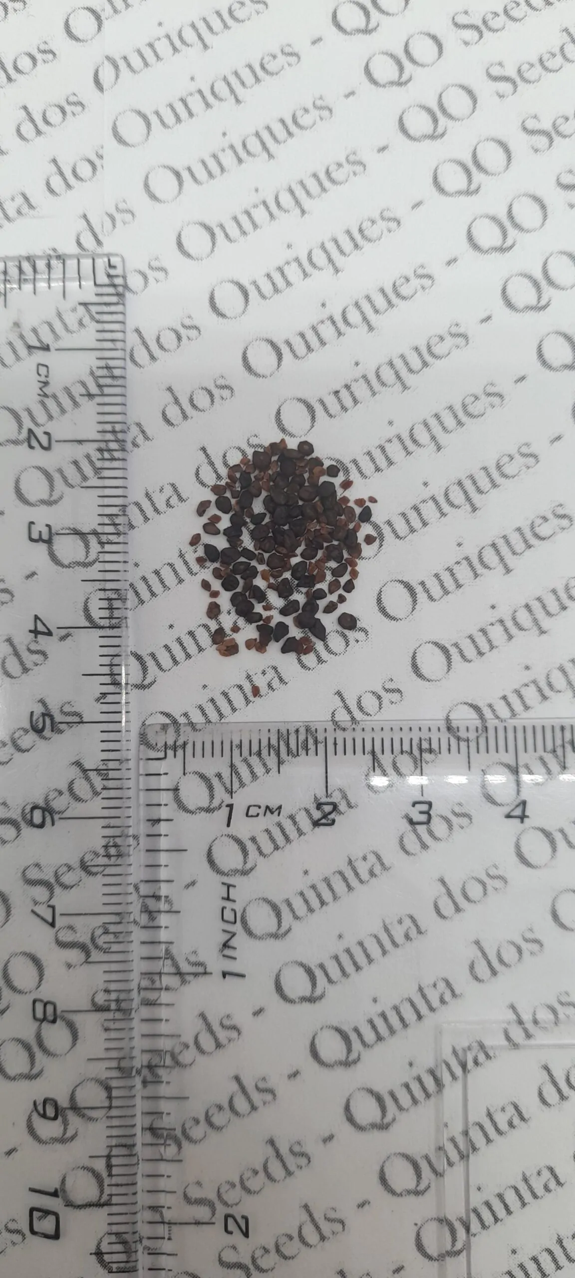 Eucalyptus pulverulenta - Baby Blue, Silver Leaved Mountain Gum, Powdered Gum, Mountain Silver - Image 2