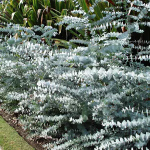 Eucalyptus pulverulenta - Baby Blue, Silver Leaved Mountain Gum, Powdered Gum, Mountain Silver