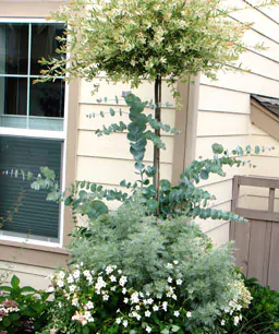 Eucalyptus pulverulenta - Baby Blue, Silver Leaved Mountain Gum, Powdered Gum, Mountain Silver - Image 4