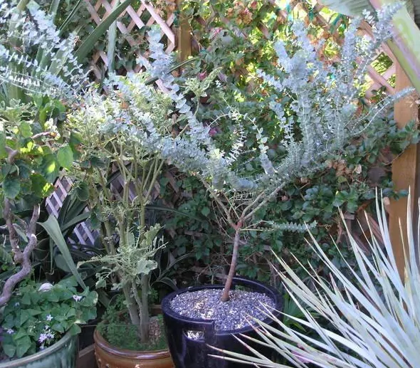 Eucalyptus pulverulenta - Baby Blue, Silver Leaved Mountain Gum, Powdered Gum, Mountain Silver - Image 5