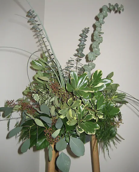 Eucalyptus pulverulenta - Baby Blue, Silver Leaved Mountain Gum, Powdered Gum, Mountain Silver - Image 6