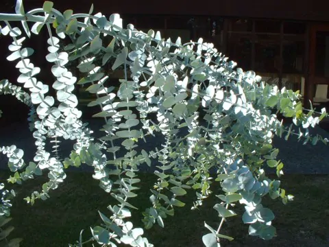Eucalyptus pulverulenta - Baby Blue, Silver Leaved Mountain Gum, Powdered Gum, Mountain Silver - Image 8