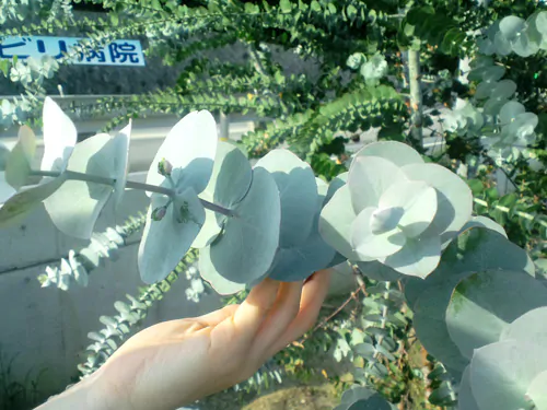 Eucalyptus pulverulenta - Baby Blue, Silver Leaved Mountain Gum, Powdered Gum, Mountain Silver - Image 9