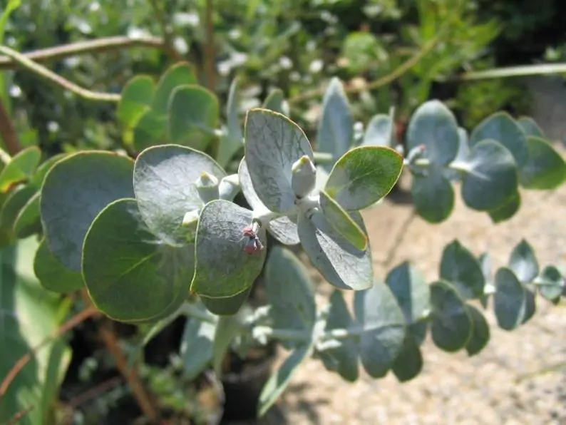 Eucalyptus pulverulenta - Baby Blue, Silver Leaved Mountain Gum, Powdered Gum, Mountain Silver - Image 10