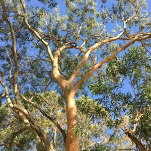 Eucalyptus punctata - Eucalyptus gray gum, iron gray gum, gray irongum, gray gum