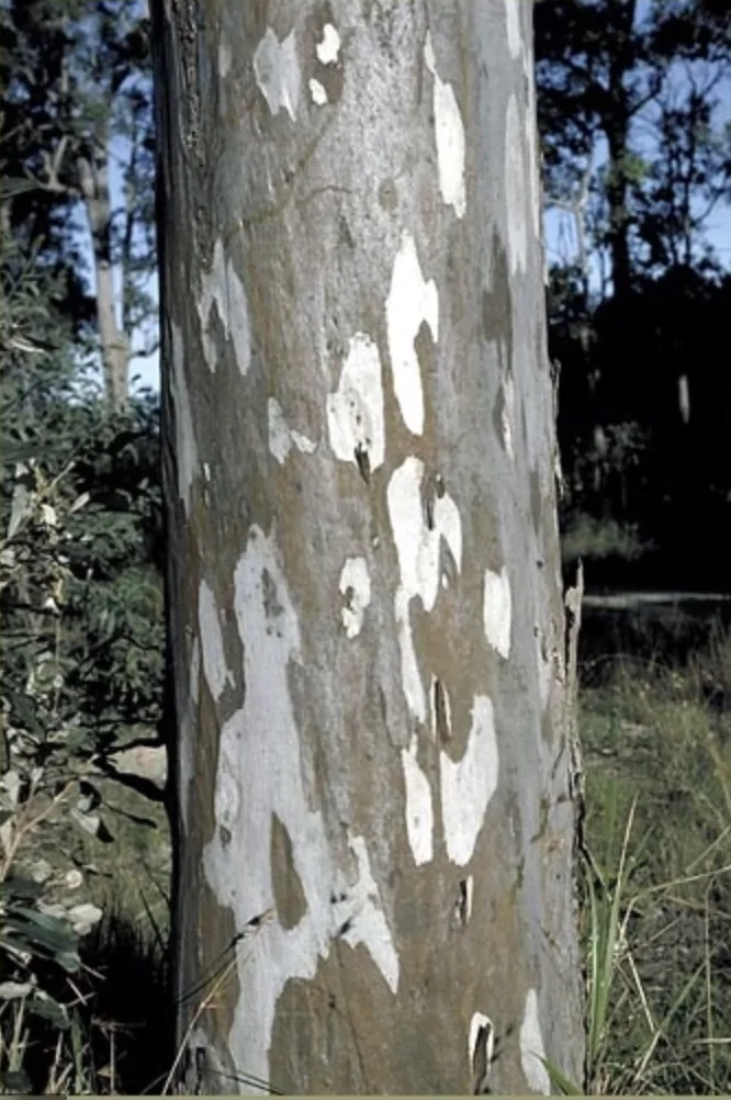 Eucalyptus tereticornis - Forest Red Gum, Blue gum or Red Iron Gum - Image 2